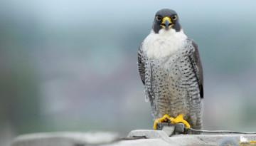 Le guépard du ciel